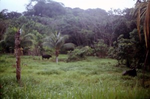 tropical-malady