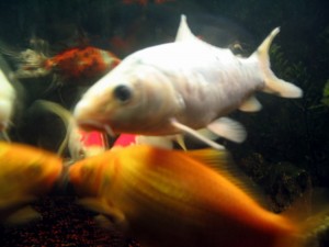 fishes