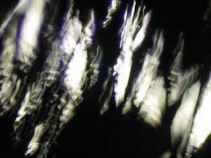 trees
