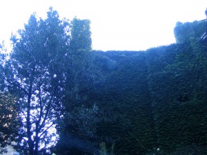 marne