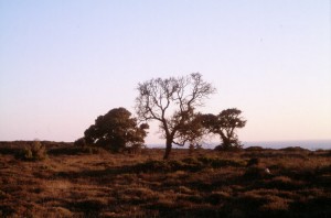 bozcaada
