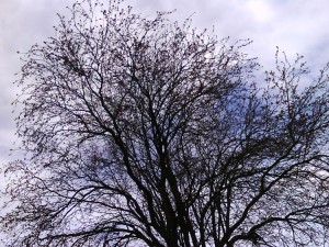Arbre