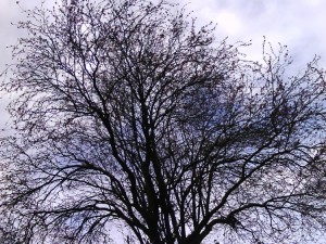 Arbre