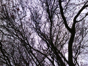 Arbre