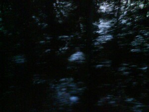 foret