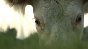 bovines3