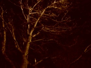 centralpark2