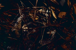 feuillesbranches