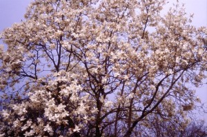 gyeongju41