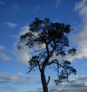 hautesdaulnaies