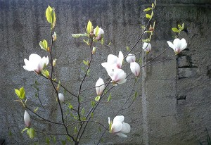 magnolia