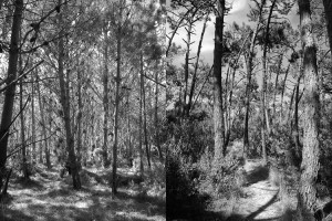 sao-jacintho1