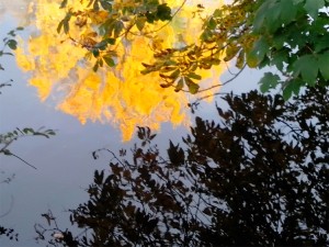 mayenne