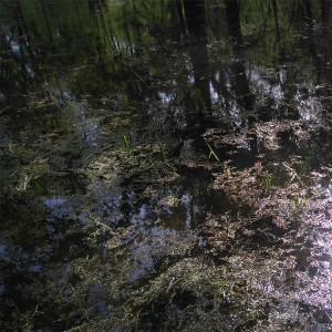 reflets bords de loire