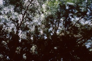 jardin-botanique