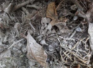 ashes