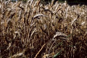 field