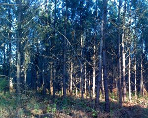 Mezos forest