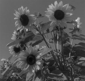 july